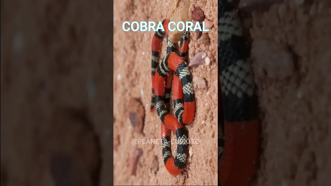 A COBRA CORAL #curiosidades #animais