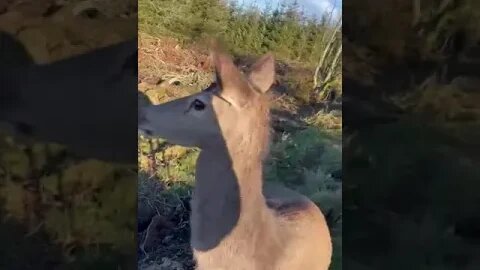 Hunter accidentally befriends a deer