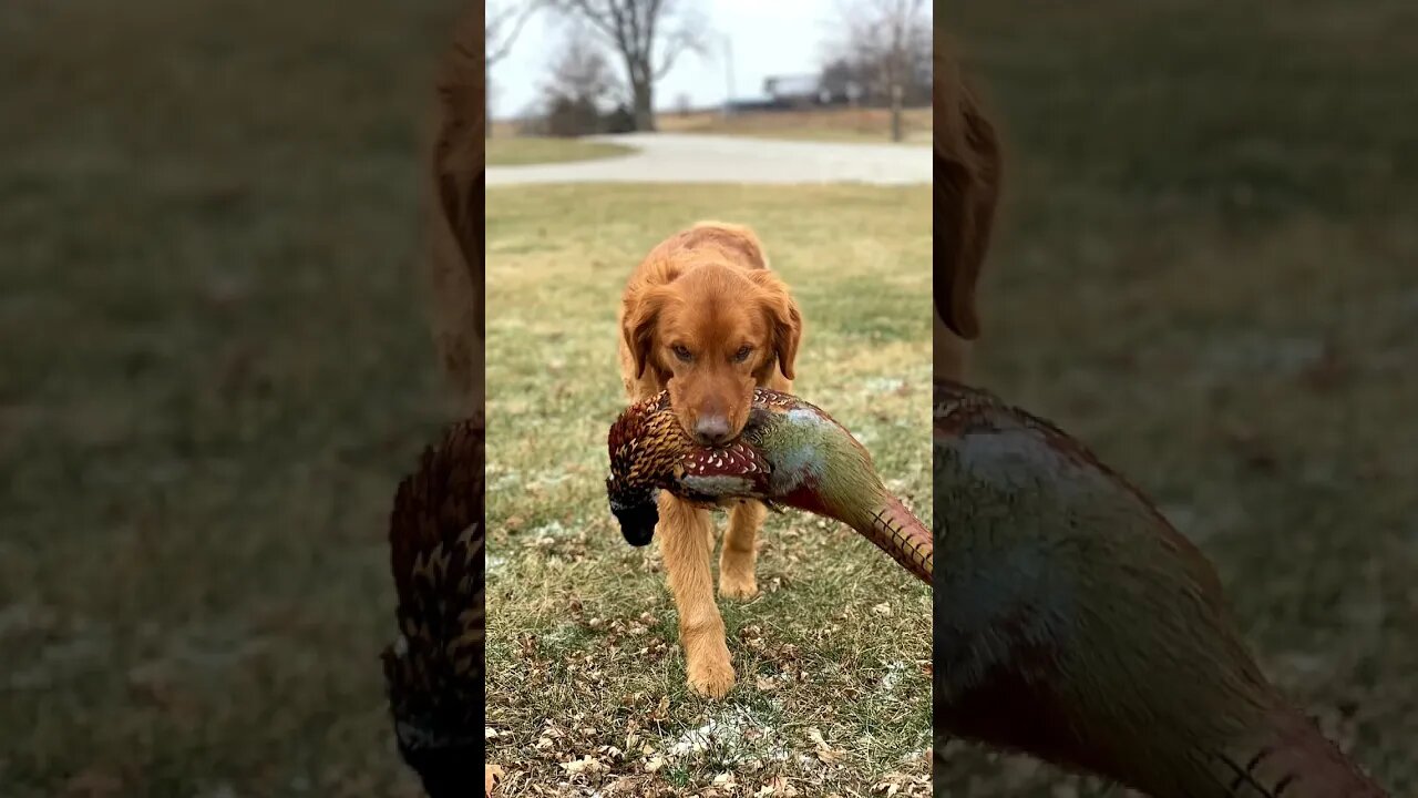 Bird Dogs carrying Birds
