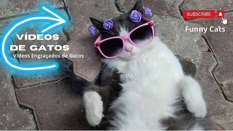 GATOS E MAIS GATOS VÍDEOS ENGRAÇADOS