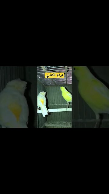 فراخ طائر الكناري بيكاتشو كيوت روعة
