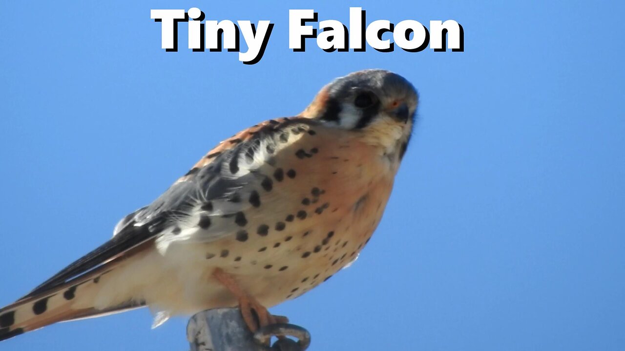 American Kestrel: Smallest Falcon Of North America