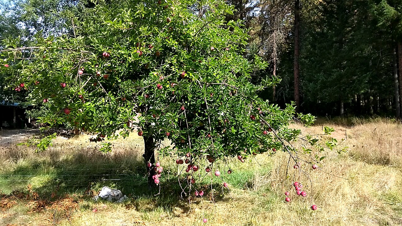 Protecting Apple Trees From Wildlife