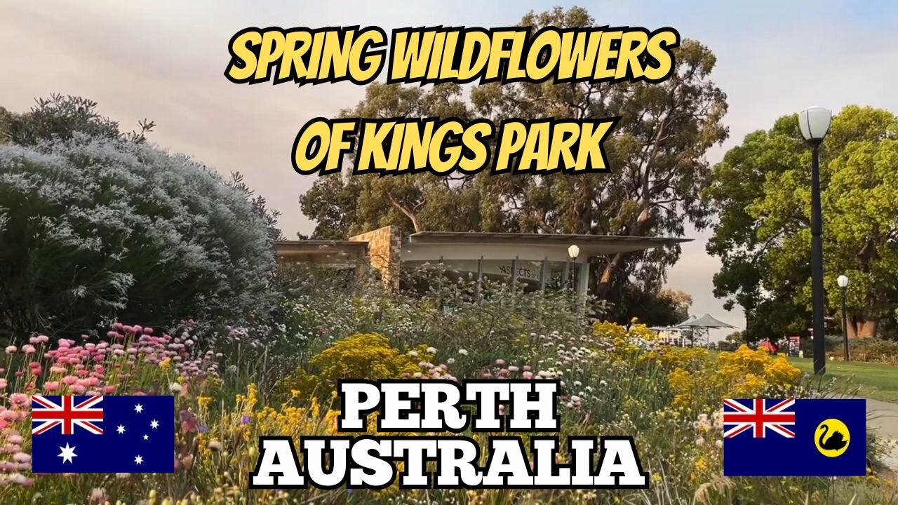 Exploring Perth Australia: Spectacular Spring Wildflowers of Kings Park