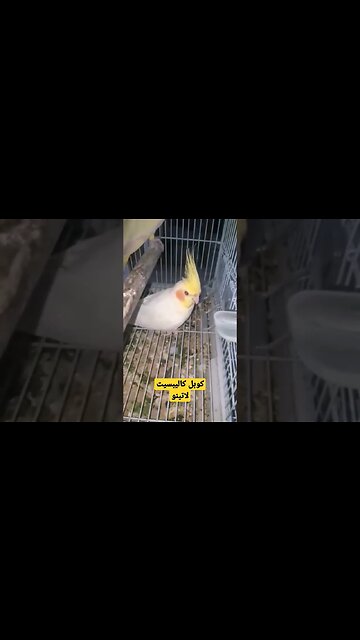 كوبل كاليبسيت لاتينو روعة