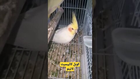 كوبل كاليبسيت لاتينو روعة