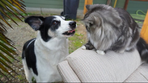 AWKWARD DOGS don’t know how to deal with CUTE KITTENS