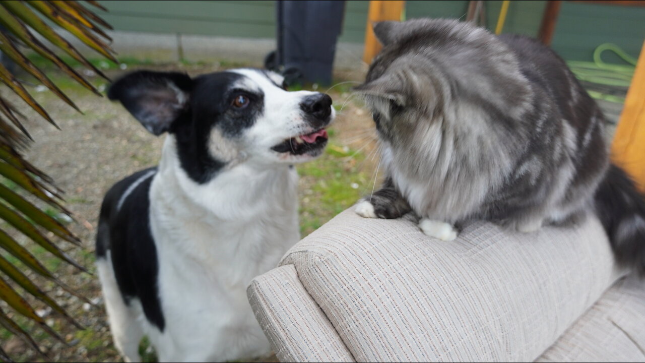 AWKWARD DOGS don’t know how to deal with CUTE KITTENS