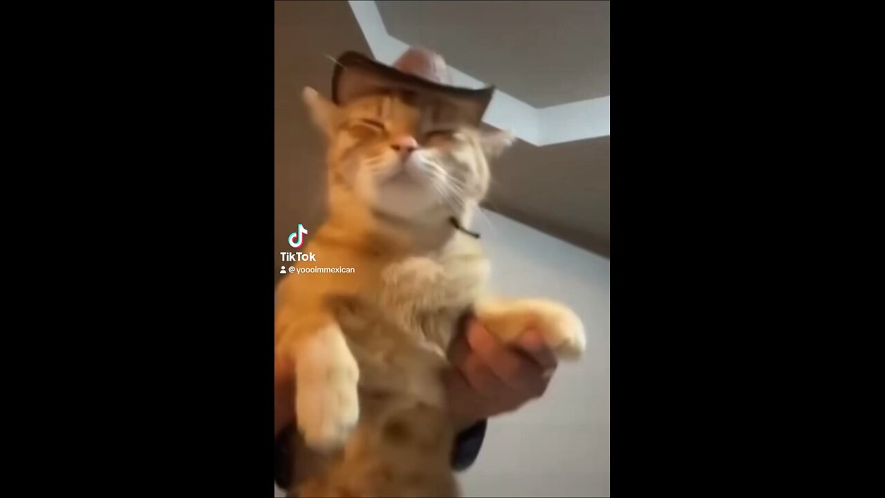 CAT DANCES BETTER THEN A HUMAN !!