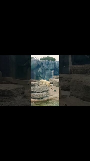 Polar Bear at the Toronto Zoo 🐻‍❄️ #toronto #zoo