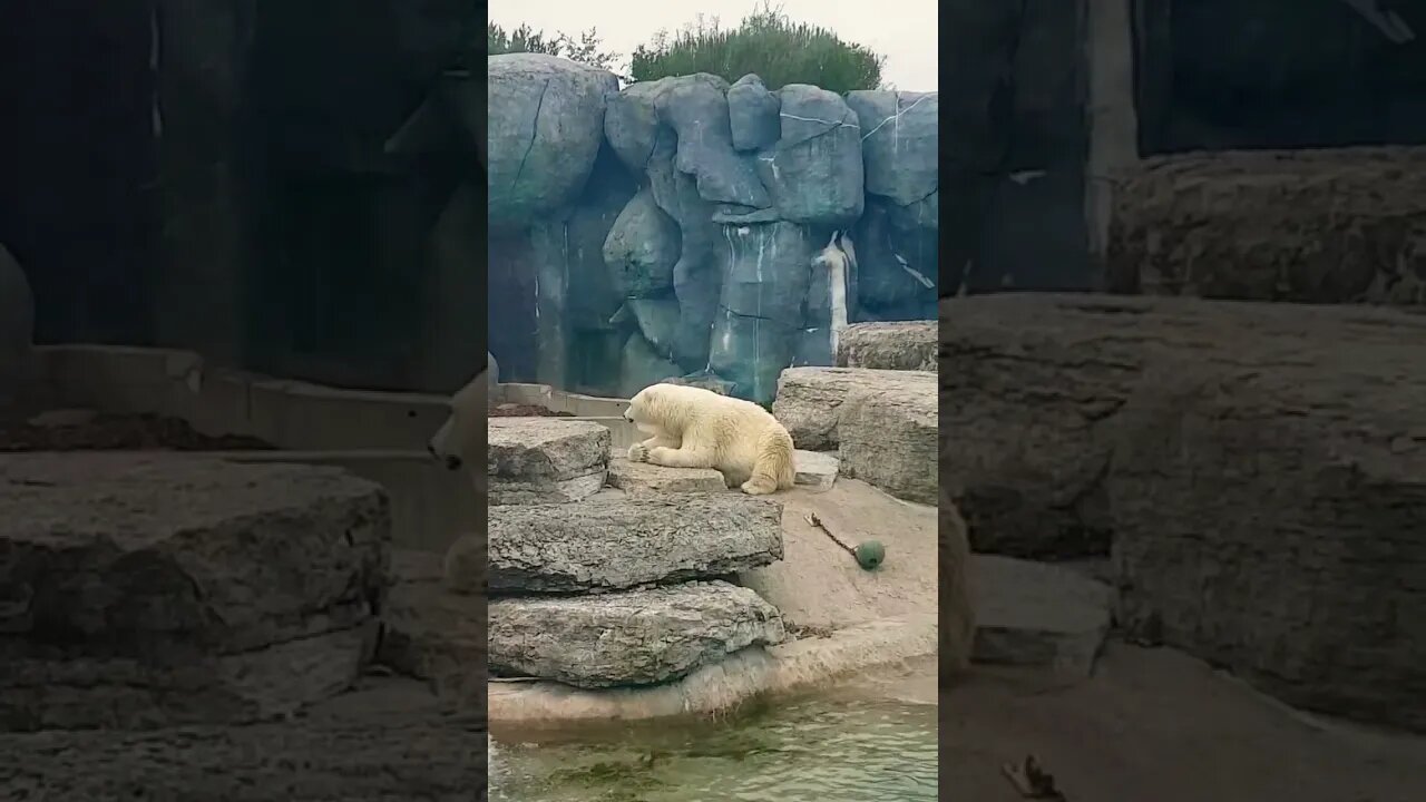 Polar Bear at the Toronto Zoo 🐻‍❄️ #toronto #zoo