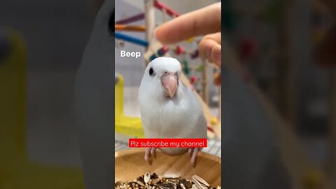 Cute Parrotlet l #shorts l #perrotlet l @BikisAviary