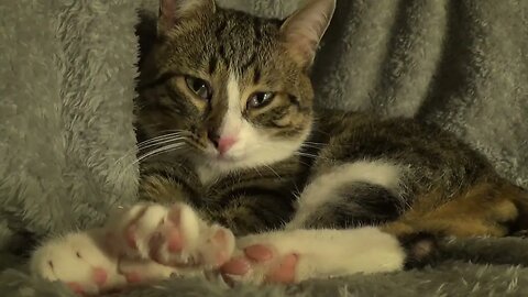 Happy Cat Washes His Little Paws