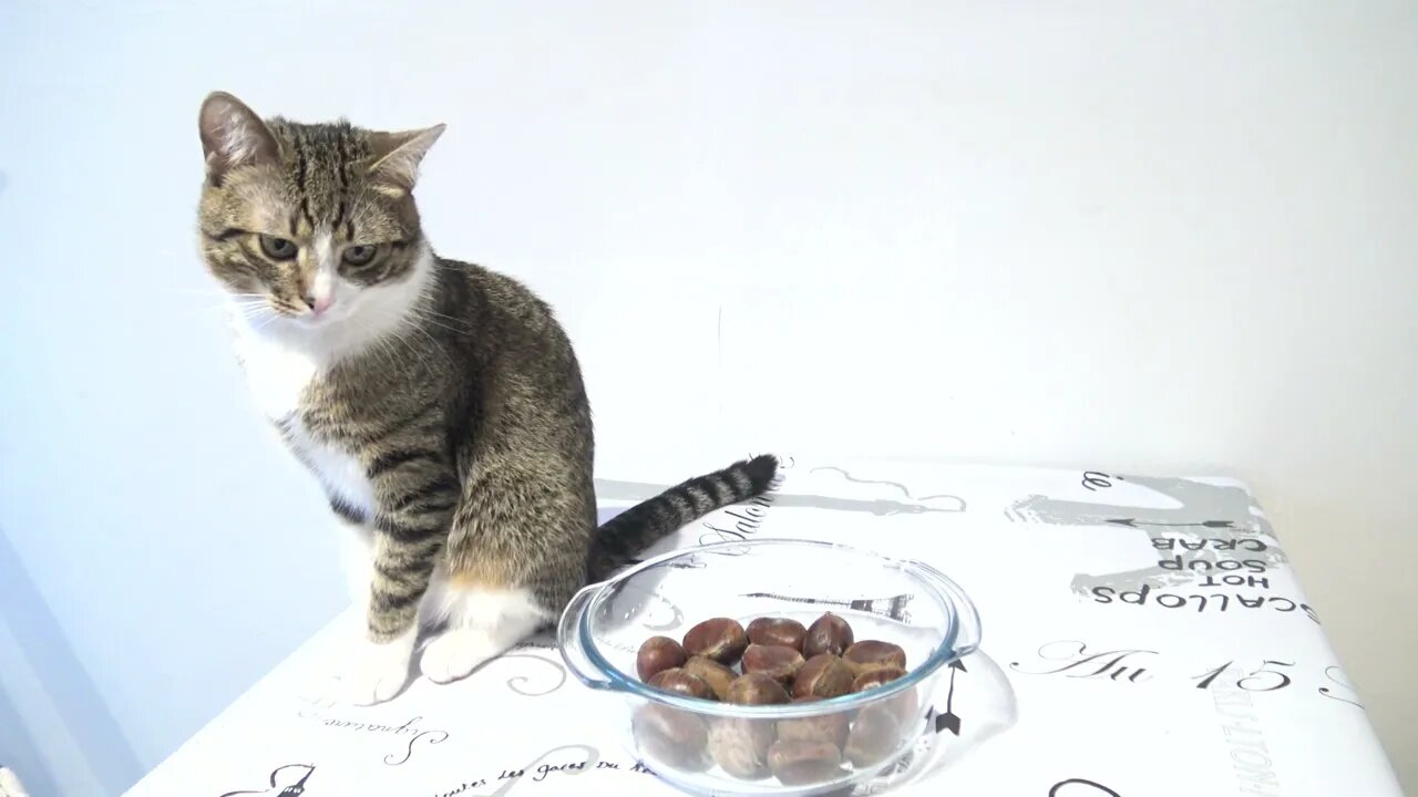 Little Cat Likes Sitting on the Table