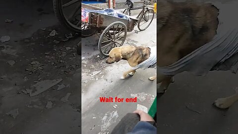 crazy dog #shorts #viral #ytshorts #trending #shortvideo