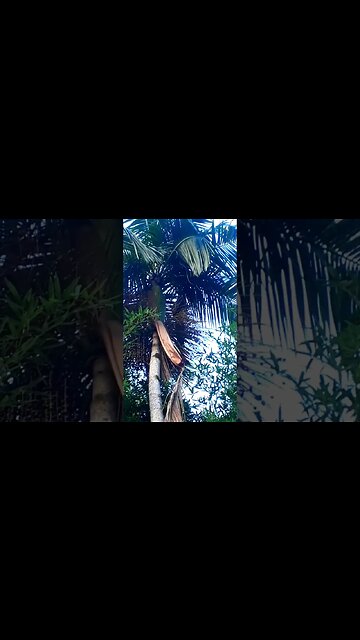 Jacu em cima da árvore em busca de comida Jacuaçu