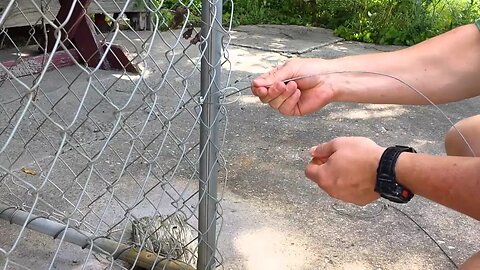 Viewer Request - Snaring Coyotes on Chainlink Fences