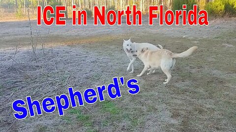 Florida Ice and Shepherds