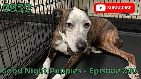 [0932] GOOD NIGHT PUPPIES - EPISODE 380 [#dogs #doggos #doggos #puppies #dogdaycare]