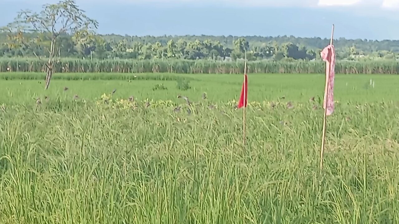 birds