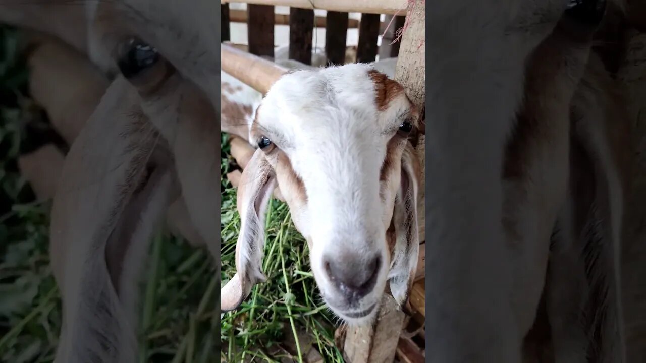Kambing Ku Suka Di Videošš¤£š¤£ @stay0301 #peternak #kambing