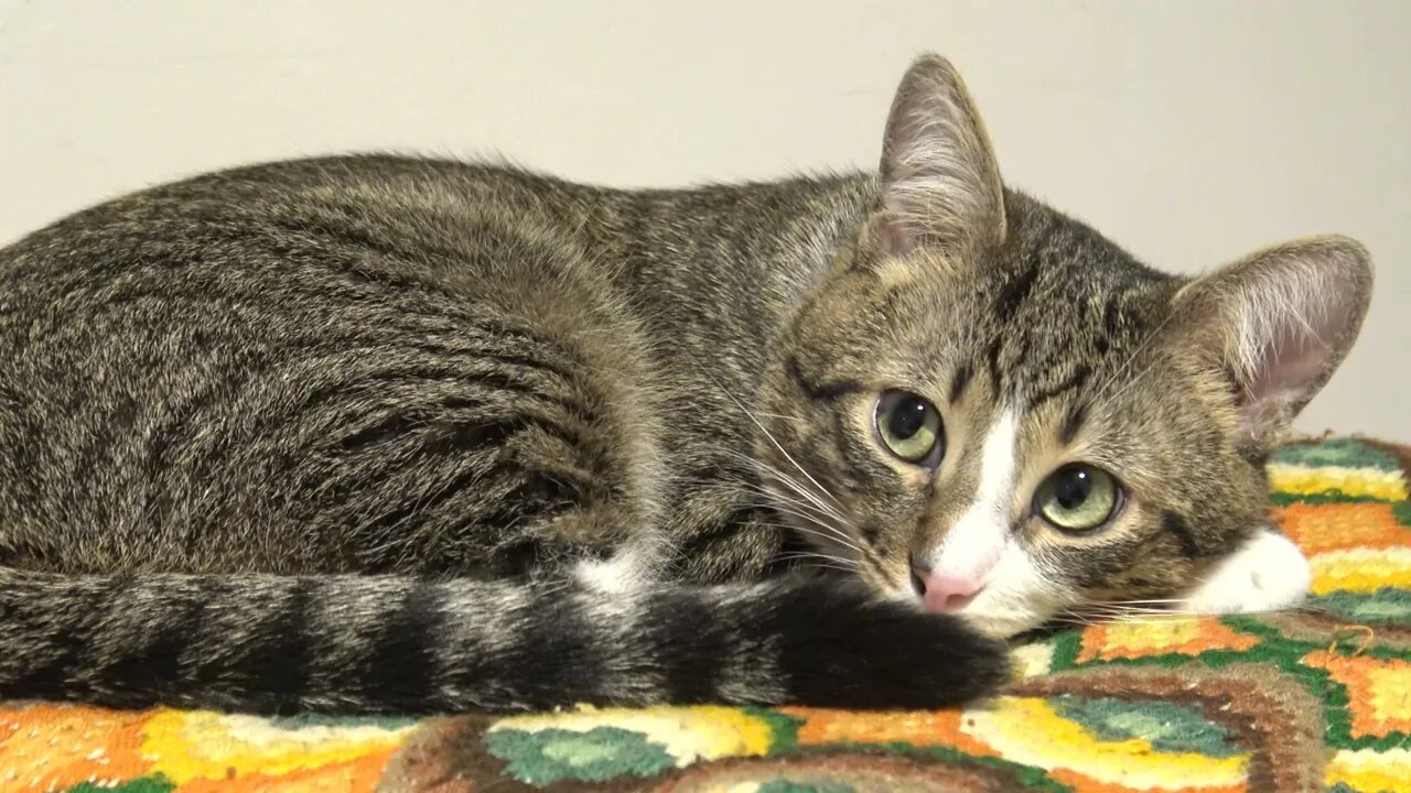 Cat with Large Eyes Moves His Little Leg