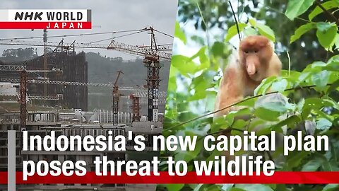 Indonesia's new capital plan poses threat to wildlifeーNHK WORLD-JAPAN NEWS