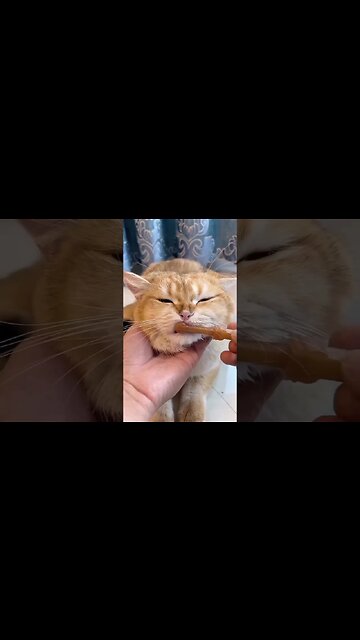 Cute Kitten Brushing Her Teeth