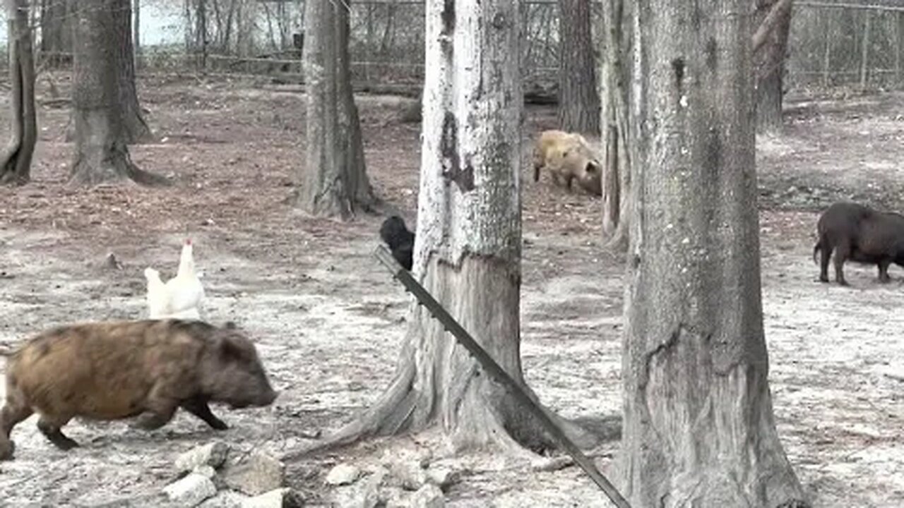 It's Pig Release Day
