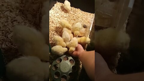 Fuzzy Cute Chicks!