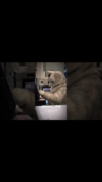 Cat at the cashier 🤣 #cat #funny