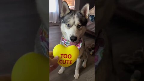 Pick a sweetheart for my husky #cutedogs #husky #dogs #funnyhuskyvideo #valentines #valentinesday