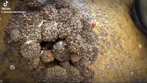 What creature is that 🤔