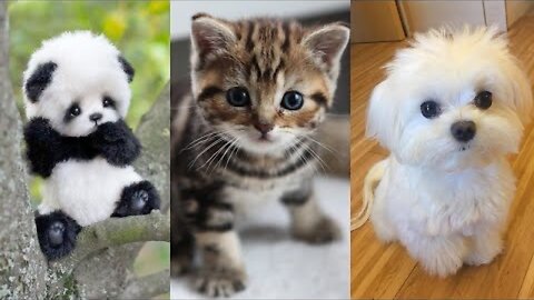 Cute Baby Animals Videos Compilation | Funny and Cute Moment of the Animals #11