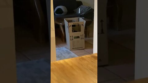 Aliens cats 🐈 👽 are real