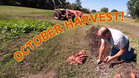 Harvesting Mushrooms and Sweet Potatoes