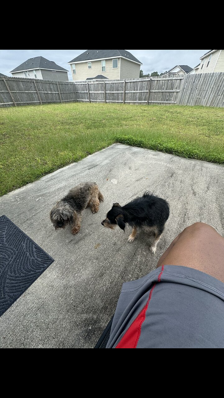 Good afternoon Bear and Multi. #dogowner #dogs #shortsfeed #supportmychannel