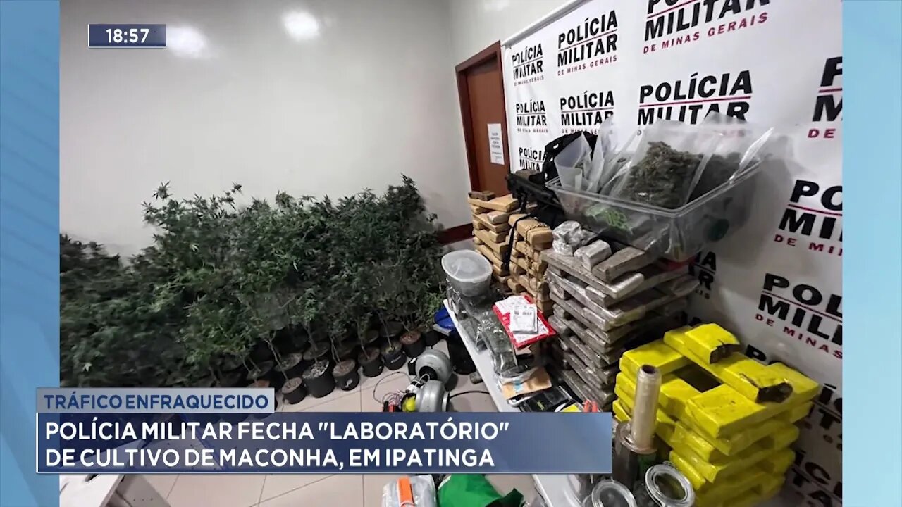 Tráfico Enfraquecido: Polícia Militar Fecha Laboratório de Cultivo de Maconha, em Ipatinga.