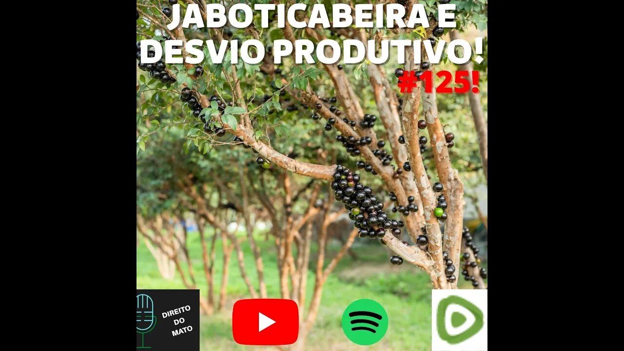 #125 JABOTICABEIRA E DESVIO PRODUTIVO