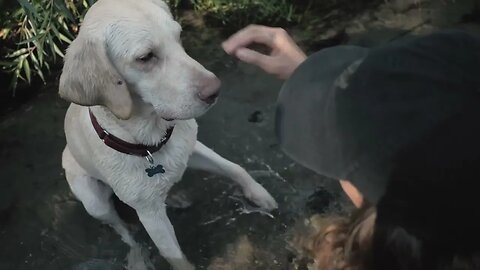 A cute dog giving the paw while sitting on a small steam