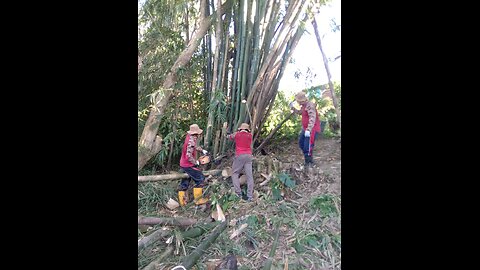 potong Bambu