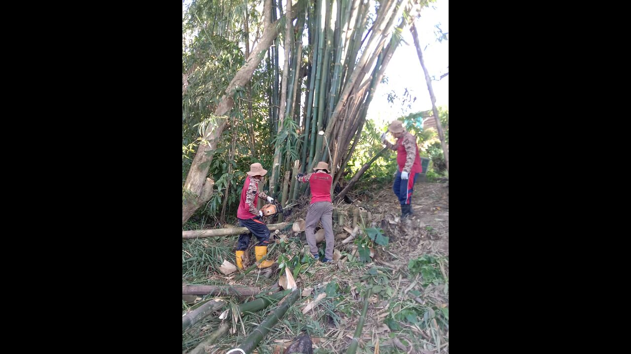 potong Bambu