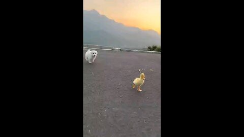 baby dog #cute puppy braking 4kvairal#shorts