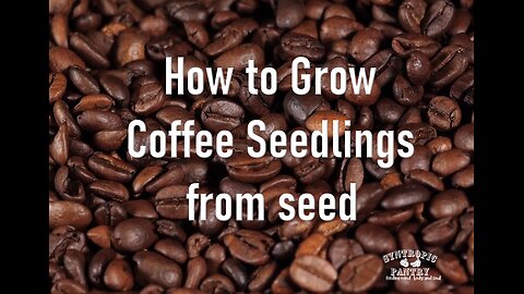 How to Grow Coffee from Seed