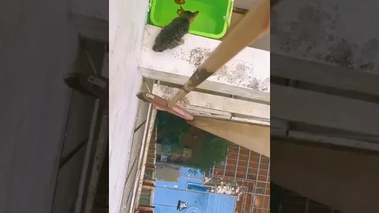 Cat saved from tall building