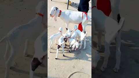 छ छ बचे वाली बकरी है #sortvideo #trendingshorts #youtube