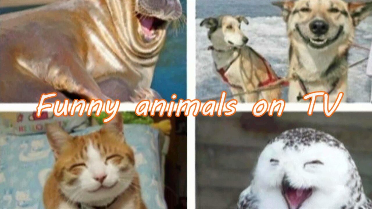 crazy animals on live tv #funny animals