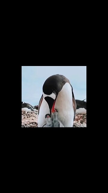 The chicks are taken care of by both parents, male and female.