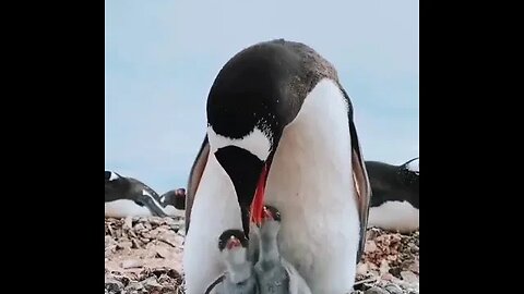 The chicks are taken care of by both parents, male and female.