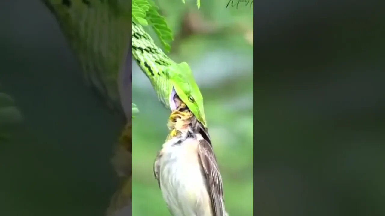 Cobra verde da Videira comendo um passarinho